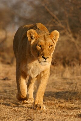 Lionne marchant dans la savane