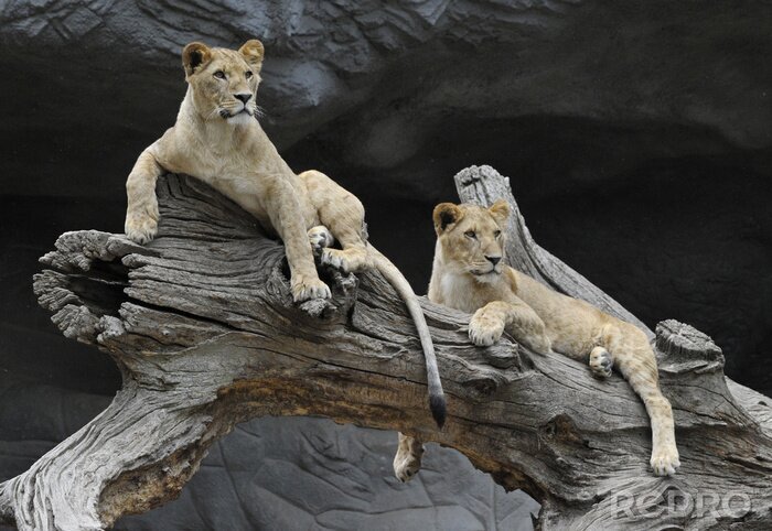 Poster  Lionnes d'animaux sauvages