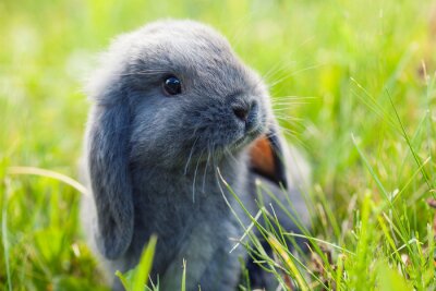 Poster  Little cute rabbit (bunny) sitting in the grass
