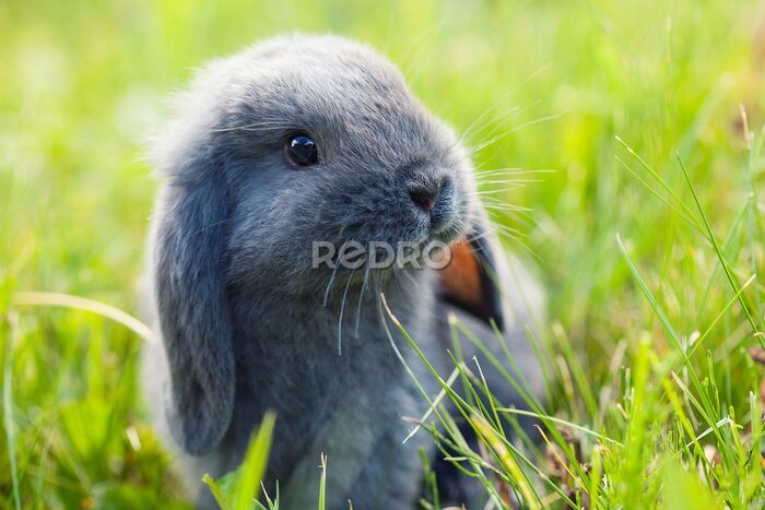 Poster  Little cute rabbit (bunny) sitting in the grass