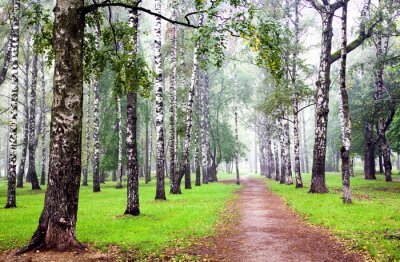 Long chemin à travers la forêt de bouleaux