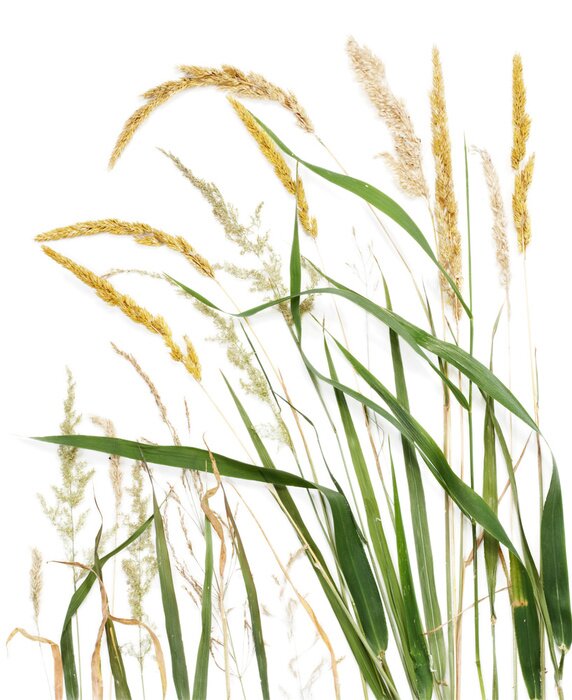 Poster  Long, pales, herbe, herbe, graine