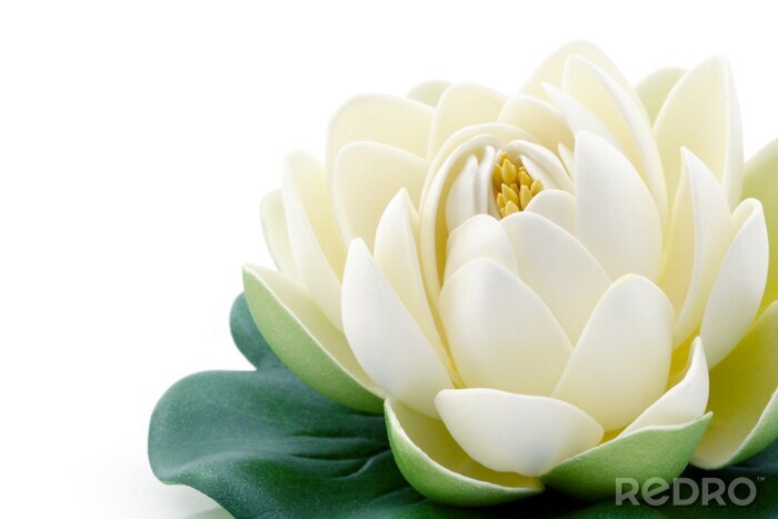 Poster  Lotus en fleurs