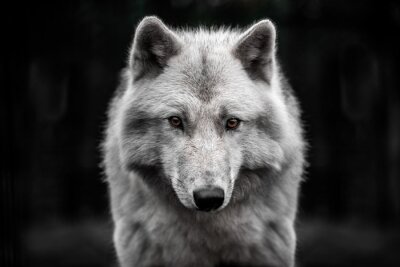 Poster  Loup arctique sur fond sombre