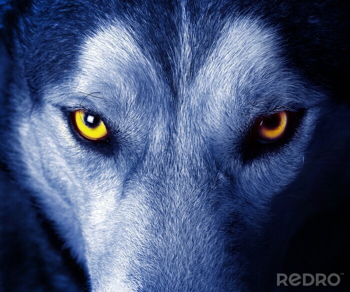 Poster  Loup aux yeux jaunes