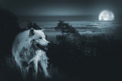 Poster  Loup blanc avec la lune