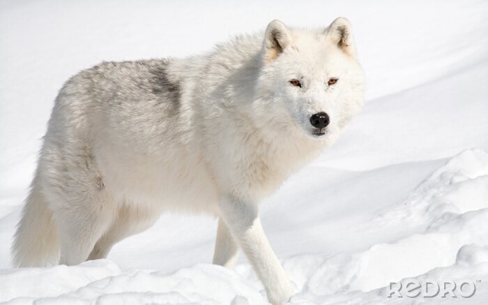 Poster  Loup blanc dans la neige