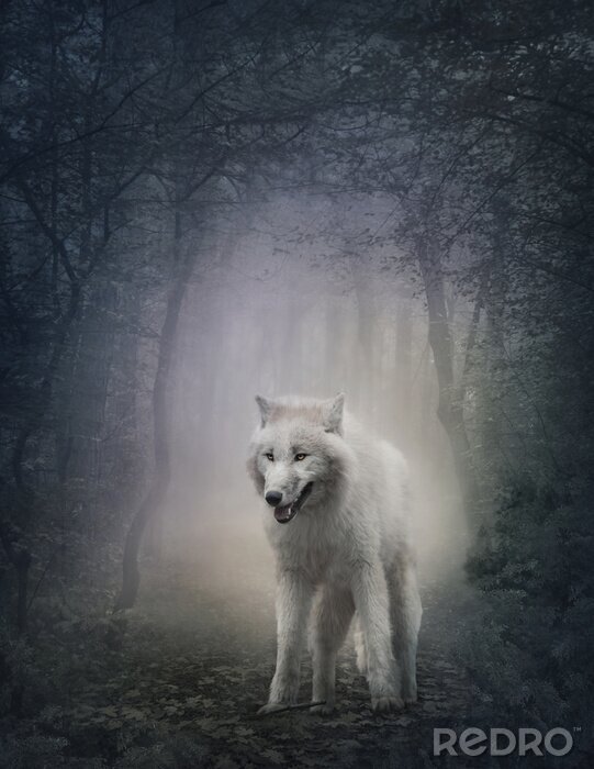 Poster  Loup blanc forêt sous le brouillard