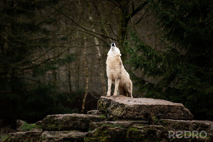 Poster  Loup blanc hurlant