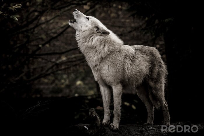 Poster  Loup blanc hurlant