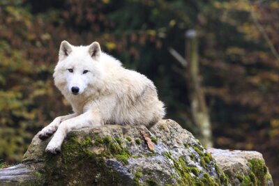 Loup blanc se reposant sur un rocher