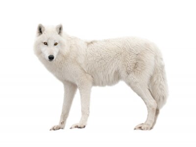 Poster  Loup blanc sur fond clair