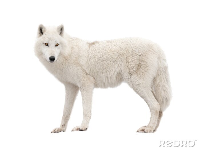 Poster  Loup blanc sur fond clair