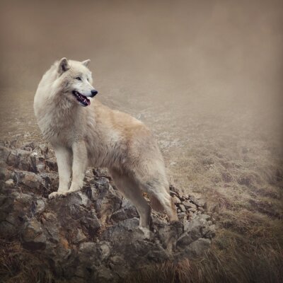 Loup blanc sur fond de rochers