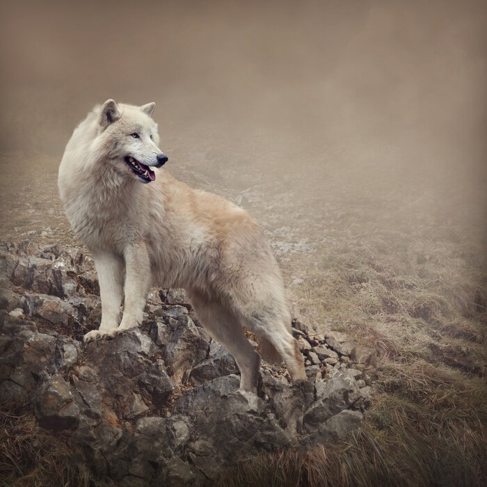 Poster  Loup blanc sur fond de rochers