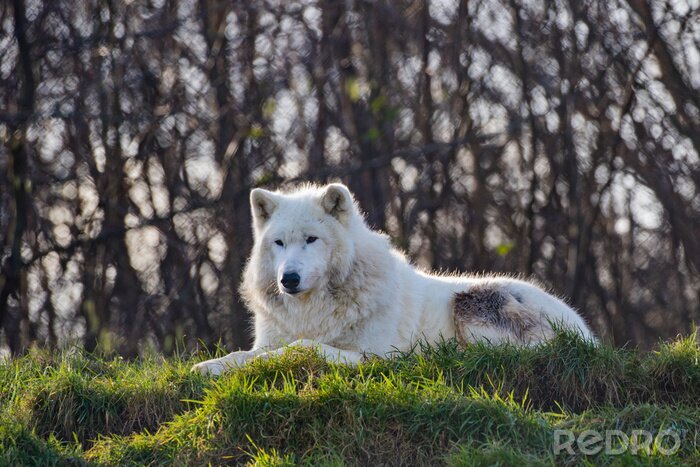 Poster  Loup blanc sur l'herbe