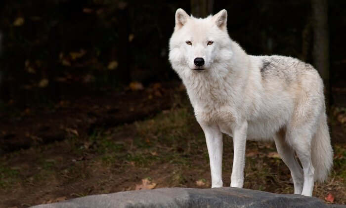 Poster  Loup blanc sur le fond de la forêt