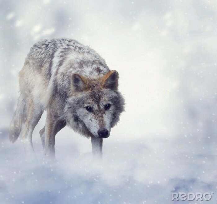 Poster  Loup d'hiver et neige