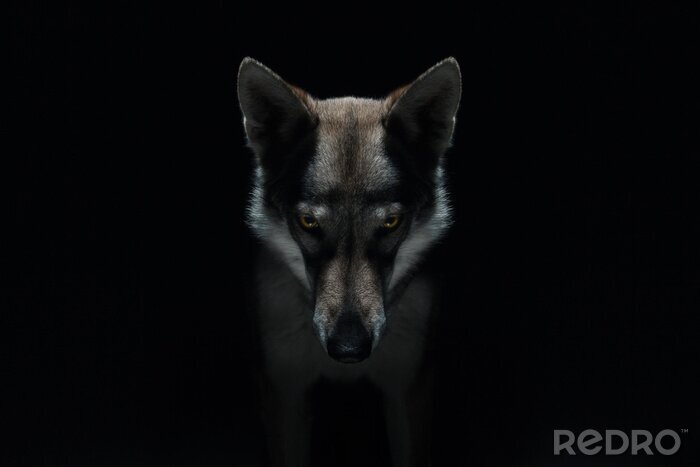 Poster  Loup dangereux sur fond sombre