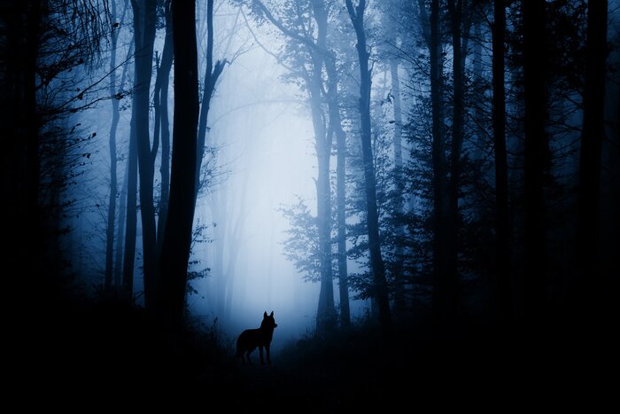 Poster  Loup dans la forêt sombre