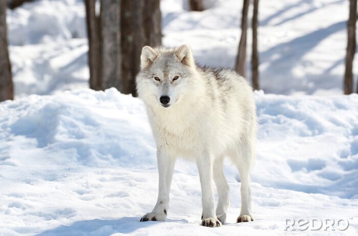 Poster  Loup dans la neige