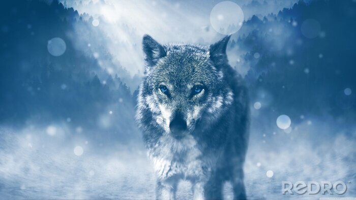 Poster  Loup des neiges