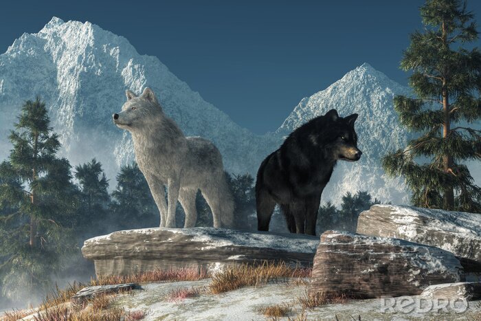 Poster  Loup et ours sur le rocher