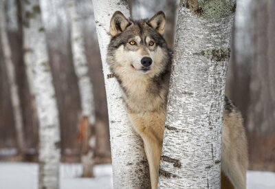 Poster  Loup gris dans la forêt