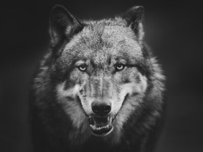 Loup gris sur fond sombre