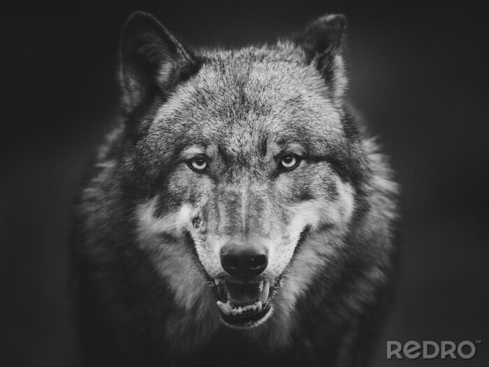 Poster  Loup gris sur fond sombre