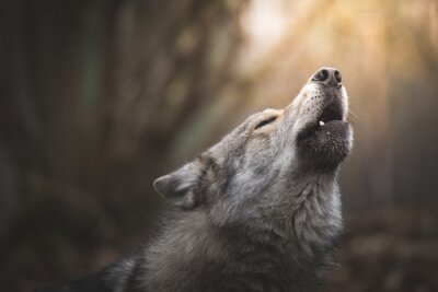 Poster  Loup hurlant dans la forêt