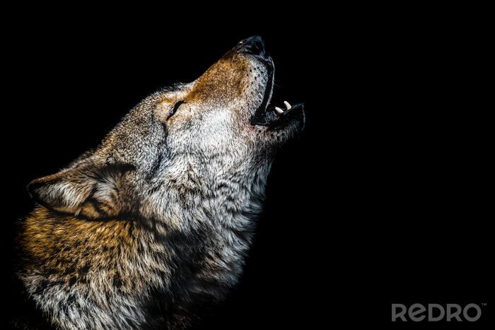 Poster  Loup hurlant sur fond sombre