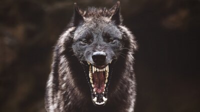 Loup noir qui hurle