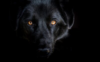 Poster  Loup noir sur fond sombre
