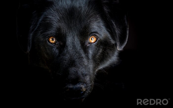 Poster  Loup noir sur fond sombre