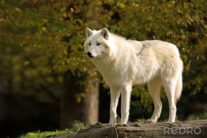 Poster  Loup pelucheux blanc