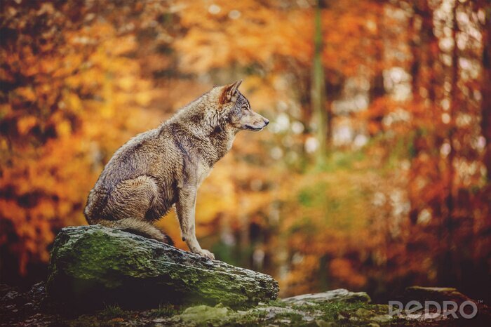 Poster  Loup solitaire sur le rocher