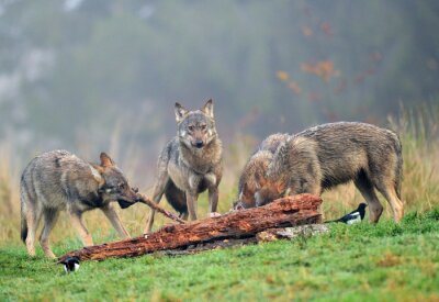 Poster  Loups après la chasse