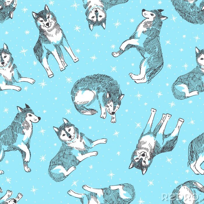 Poster  Loups blancs sur fond bleu