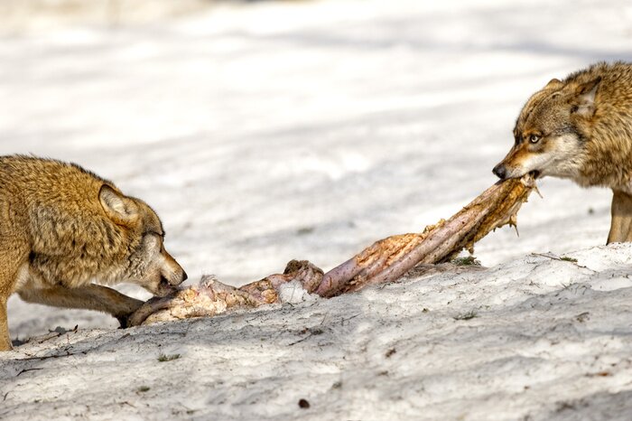 Poster  Loups et leur repas