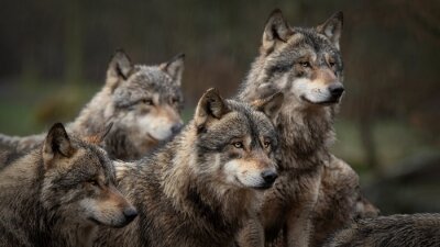Loups gris dans la meute