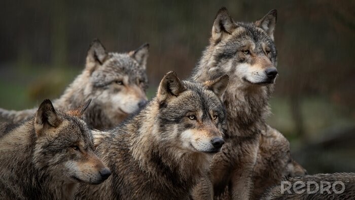 Poster  Loups gris dans la meute