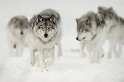 Loups marchant dans la neige