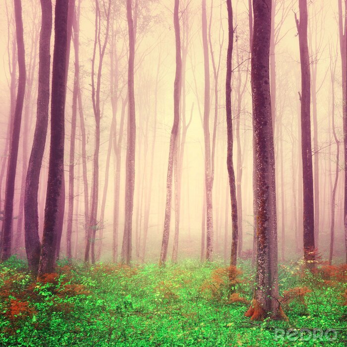 Poster  Lumière pourpre scène de la forêt