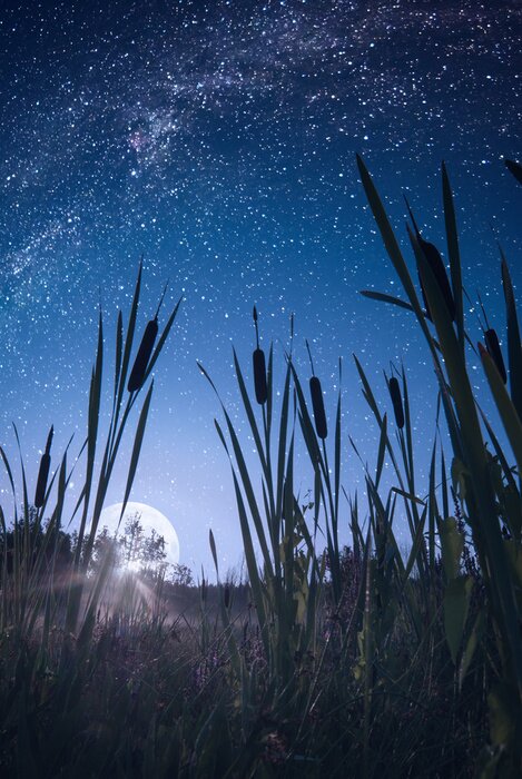 Poster  Lune émergeant d'entre les herbes
