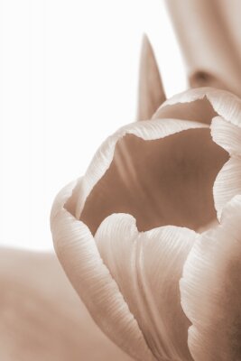 Poster  Macro d'une tulipe en fleurs