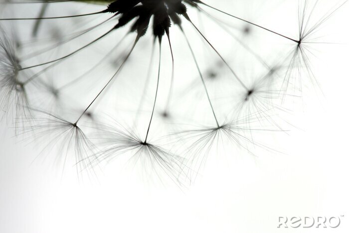 Poster  Macrophotographie d'un pissenlit