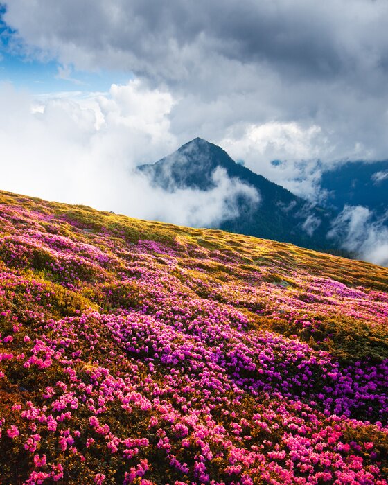 Poster  Magic pink rhododendron flowers on summer mountains. Dramatic cloudy sky and foggy meadow