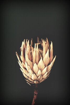 Poster  Magnifique fleur séchée