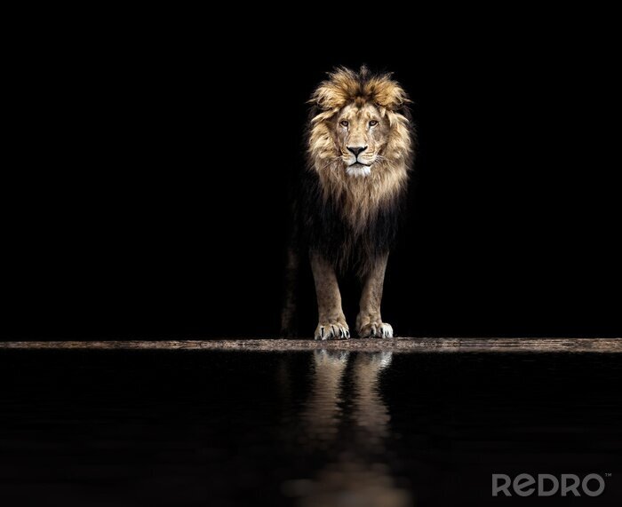 Poster  Magnifique lion près d'un point d'eau sur un fond noir.